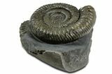 Jurassic Ammonite (Dactylioceras) Fossil - England #351147-1